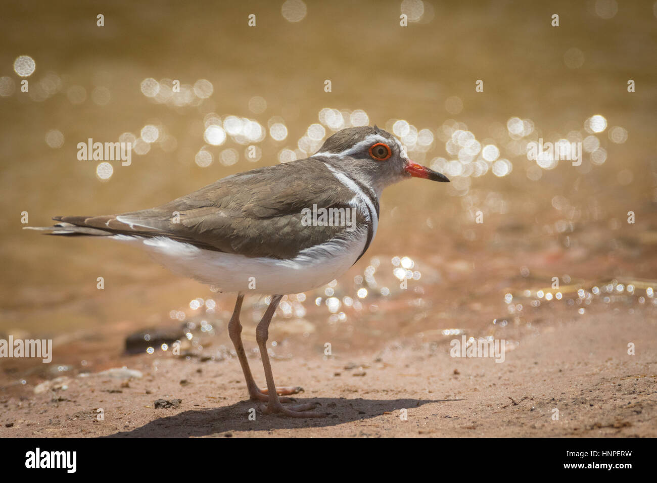 Tre-nastrare plover (Charadrius tricollaris), Mapungubwe National Park, Repubblica del Sud Africa Foto Stock