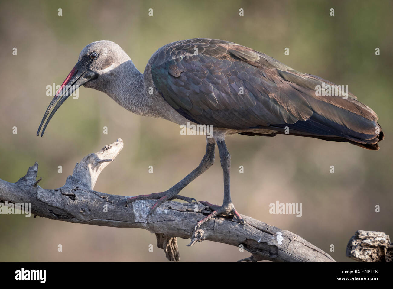 Ibis Hadada (Bostrychia hagedash), Mapungubwe National Park, Repubblica del Sud Africa Foto Stock