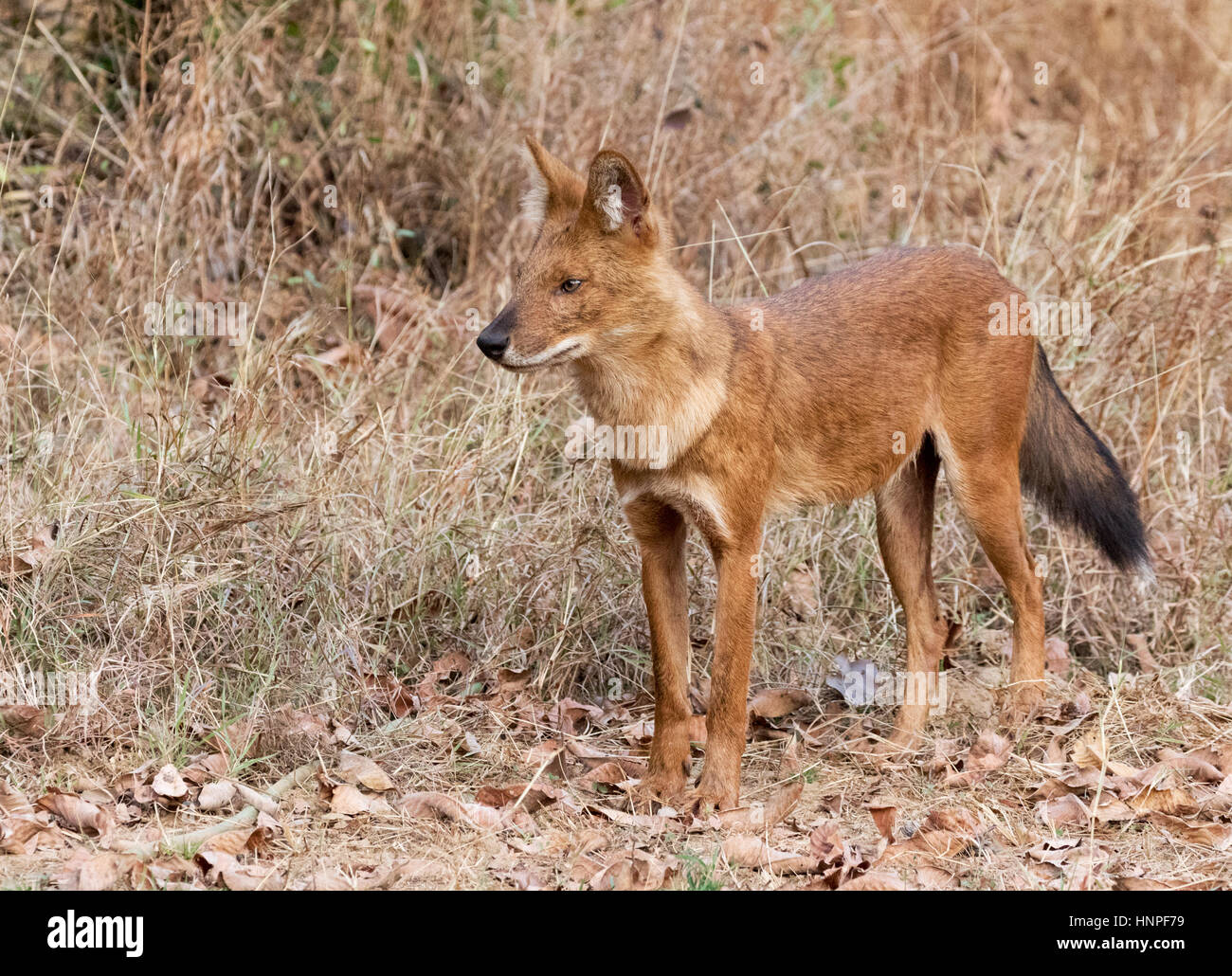 Adulto indiano Cane selvatico o Dhole, ( Cuon alpinus ), noto anche come asiatici cane selvatico, Tadoba National Park, India Foto Stock