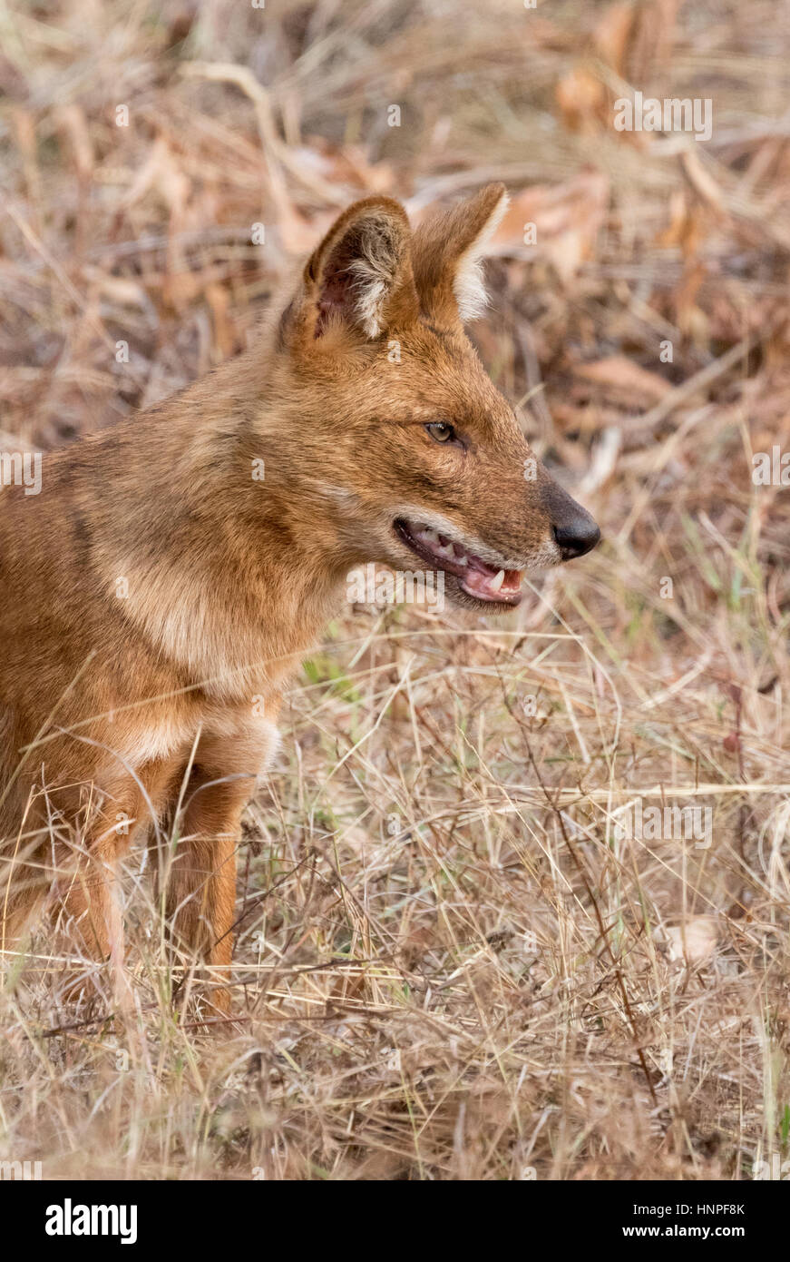 Adulto indiano Cane selvatico o Dhole, ( Cuon alpinus ), noto anche come asiatici cane selvatico, Tadoba National Park, India Foto Stock