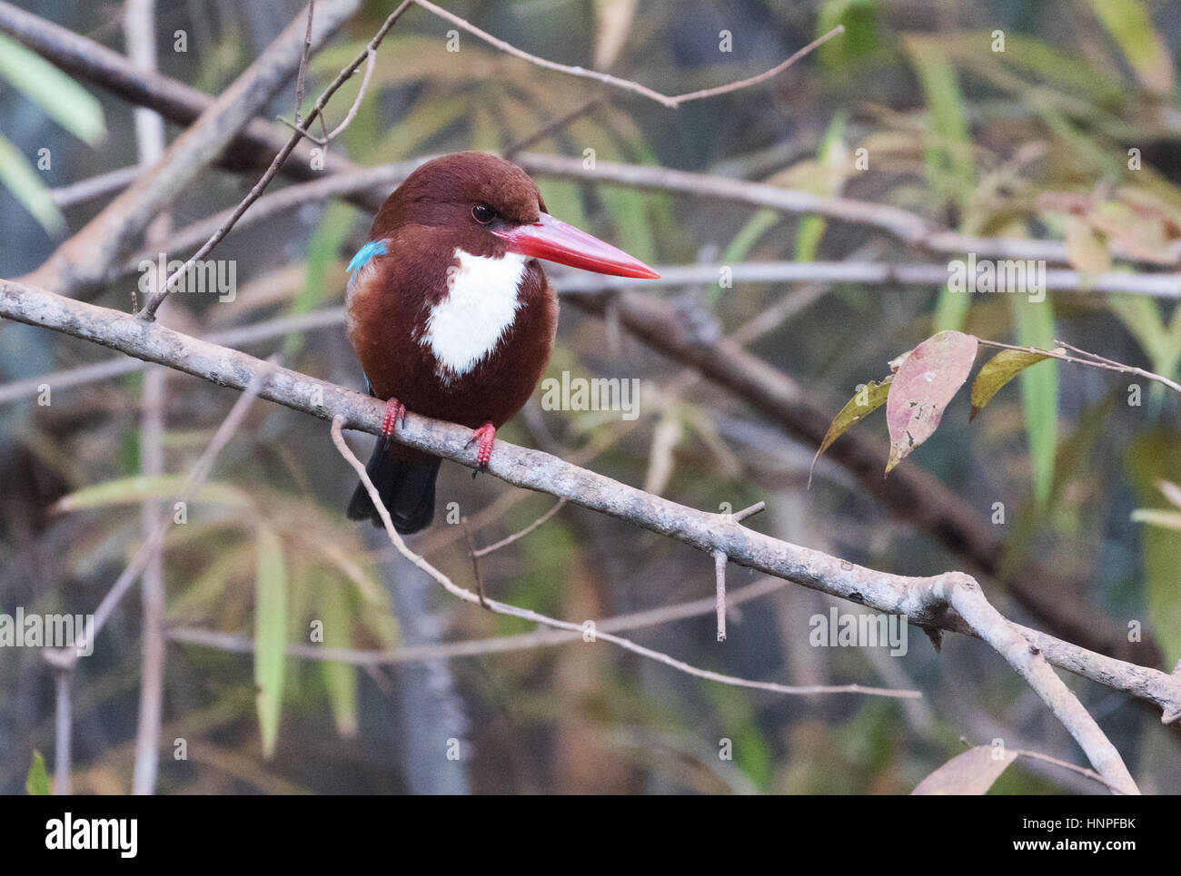 Un bianco Throated Kingfisher, aka petto bianco Kingfisher o Smirne Kingfisher, ( Halcyon smyrnensis ), Tadoba National Park, India Foto Stock