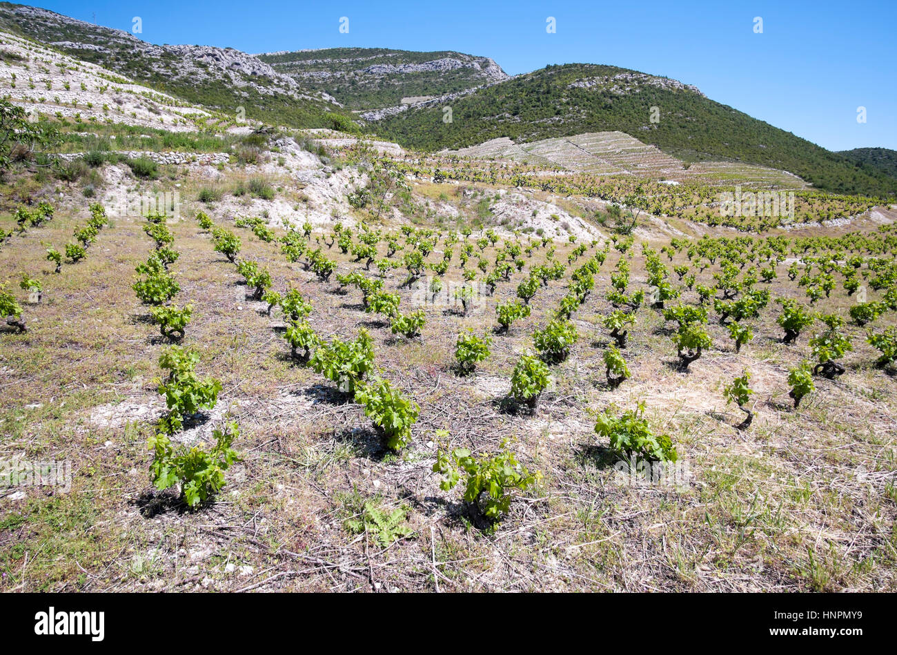 Il Plavac vigna di uva, la penisola di Peljesac, Dalmazia, Croazia Foto Stock