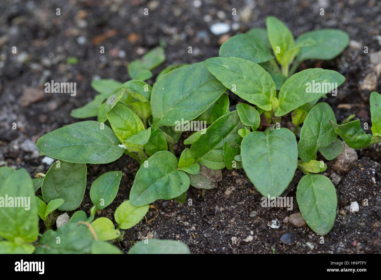 Gewöhnliche Braunelle, Kleine Braunelle, Kleine Brunelle, Blatt, Blätter, Keimling, Keimlinge, prunella vulgaris, di per sé guarire, comune di auto-Guarire, curare-al Foto Stock