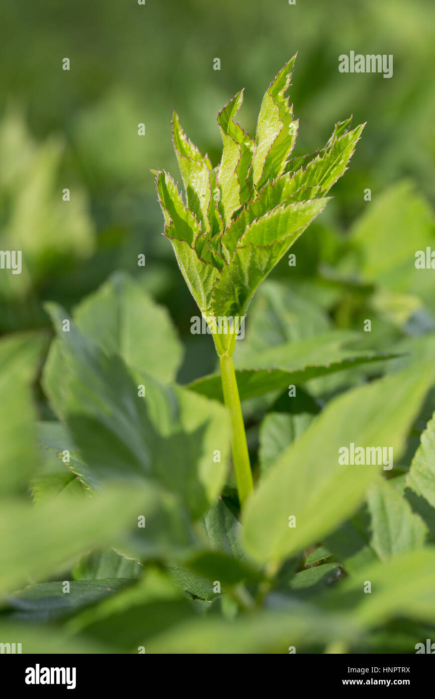 Gewöhnlicher Giersch, Geißfuß, junge, zarte Blätter im Frühjahr vor der Blüte, Aegopodium podagraria, Vescovo di erbaccia, Massa sambuco, Aegopode Foto Stock