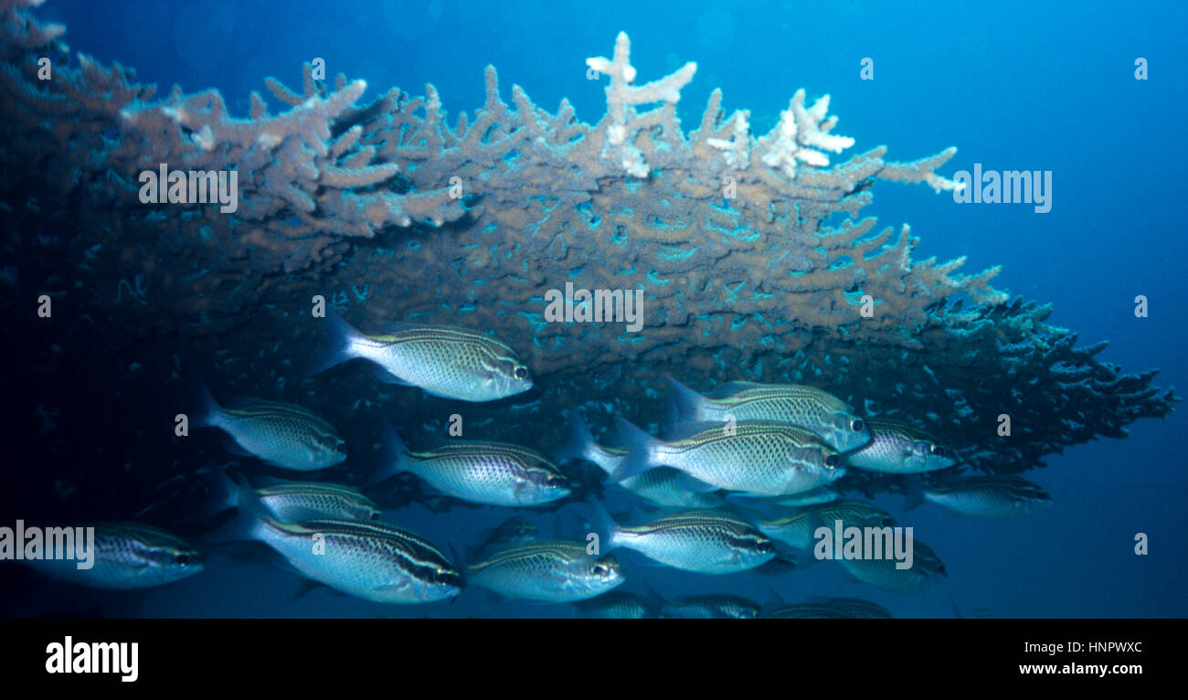 Arabian monoclasse orate (Scolopsis ghanam) si trovano nelle zone sabbiose in prossimità di barriere coralline: qui il ricovero sotto un tavolo coral (Acropora pulchra). Mar Rosso. Foto Stock
