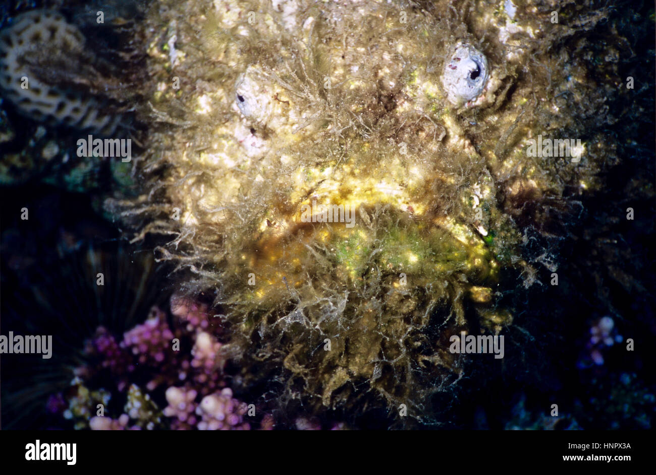 Un altamente velenosi e potenzialmente mortale pesce pietra (Syanceia verrucosa): un agguato predator con enhanced camuffamento attraverso la crescita di alghe. Mar Rosso. Foto Stock