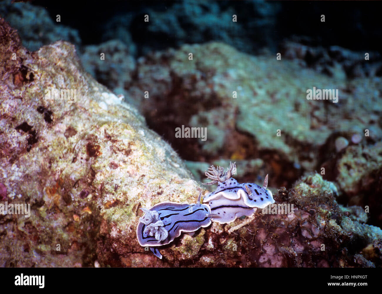 Nudibranchi - chiamato nudibranchi a causa della loro nudo gills - sono belle. Questo giovane (Chromodoris willani) rendono il punto. Sulawesi, Indonesia. Foto Stock