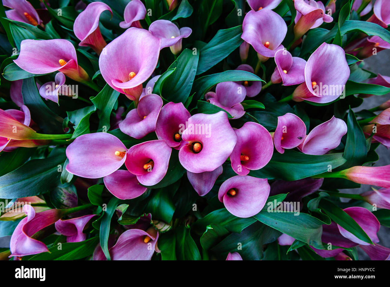 Calla lilys. Abstract background. Keukenhof Parco dei Fiori Foto Stock