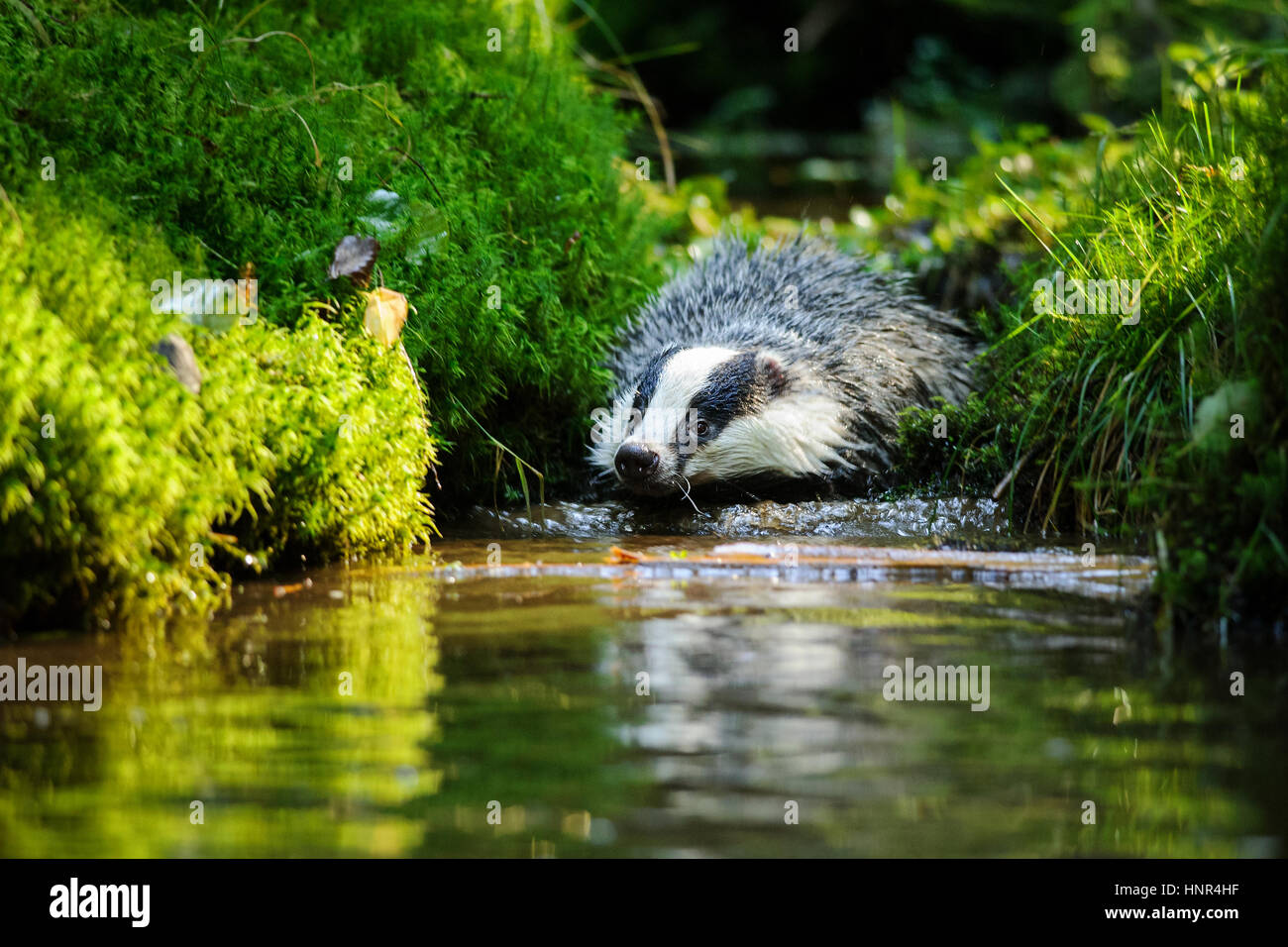 Unione badger swiming nella foresta strem Foto Stock