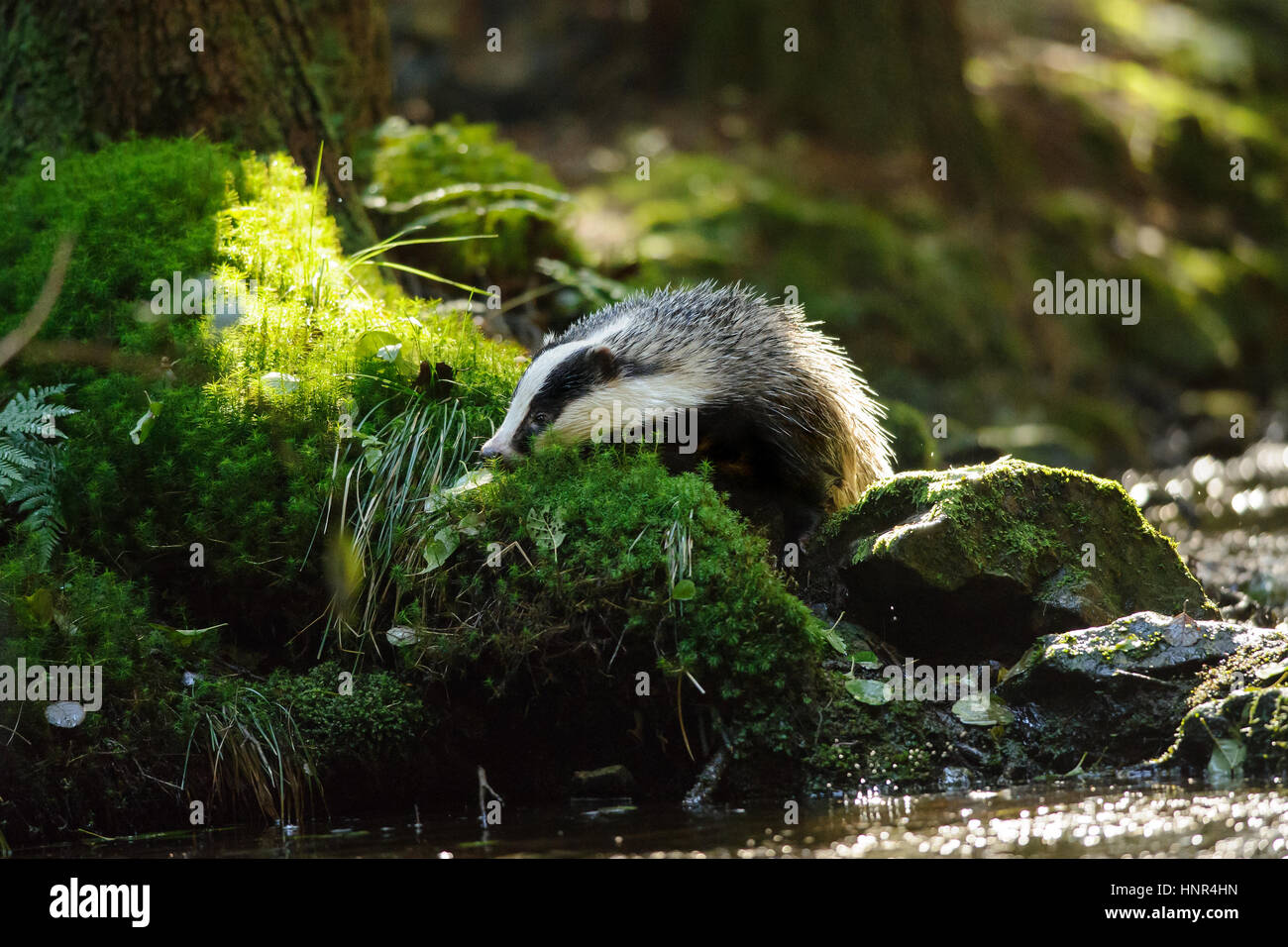 Unione badger sniffing accanto alla foresta stream Foto Stock