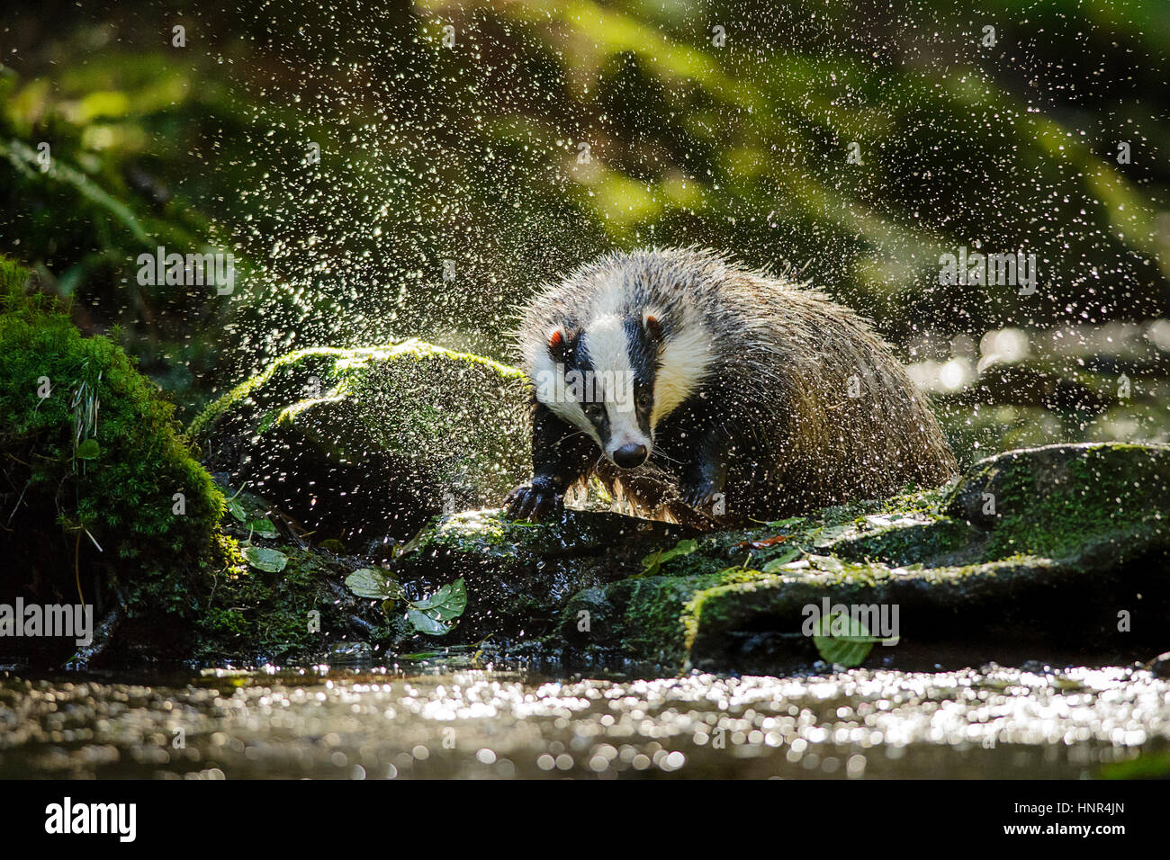 Unione badger scuotimento e spruzzi d'acqua scende intorno Foto Stock