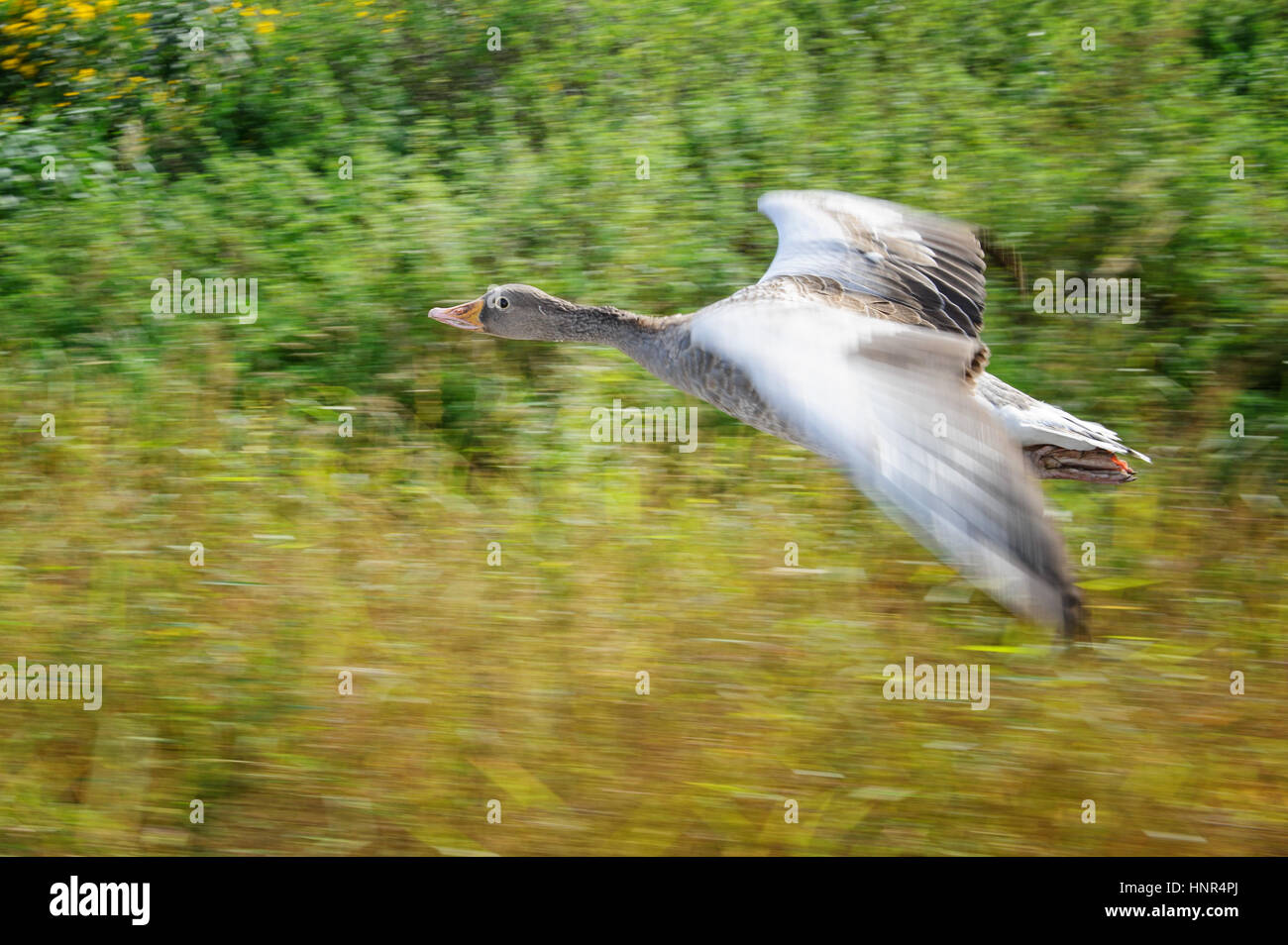 Graylag oca in panning motion durante il volo su yeloow e campo verde Foto Stock