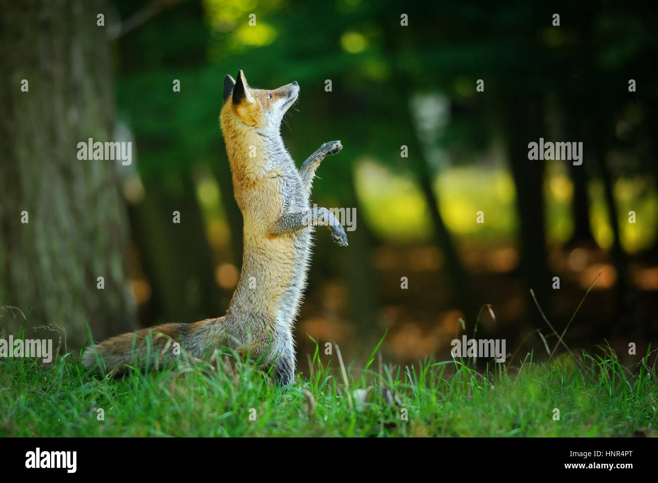 Red Fox in piedi sulle zampe posteriori nella foresta come in Fairy Tail e guardando in alto Foto Stock