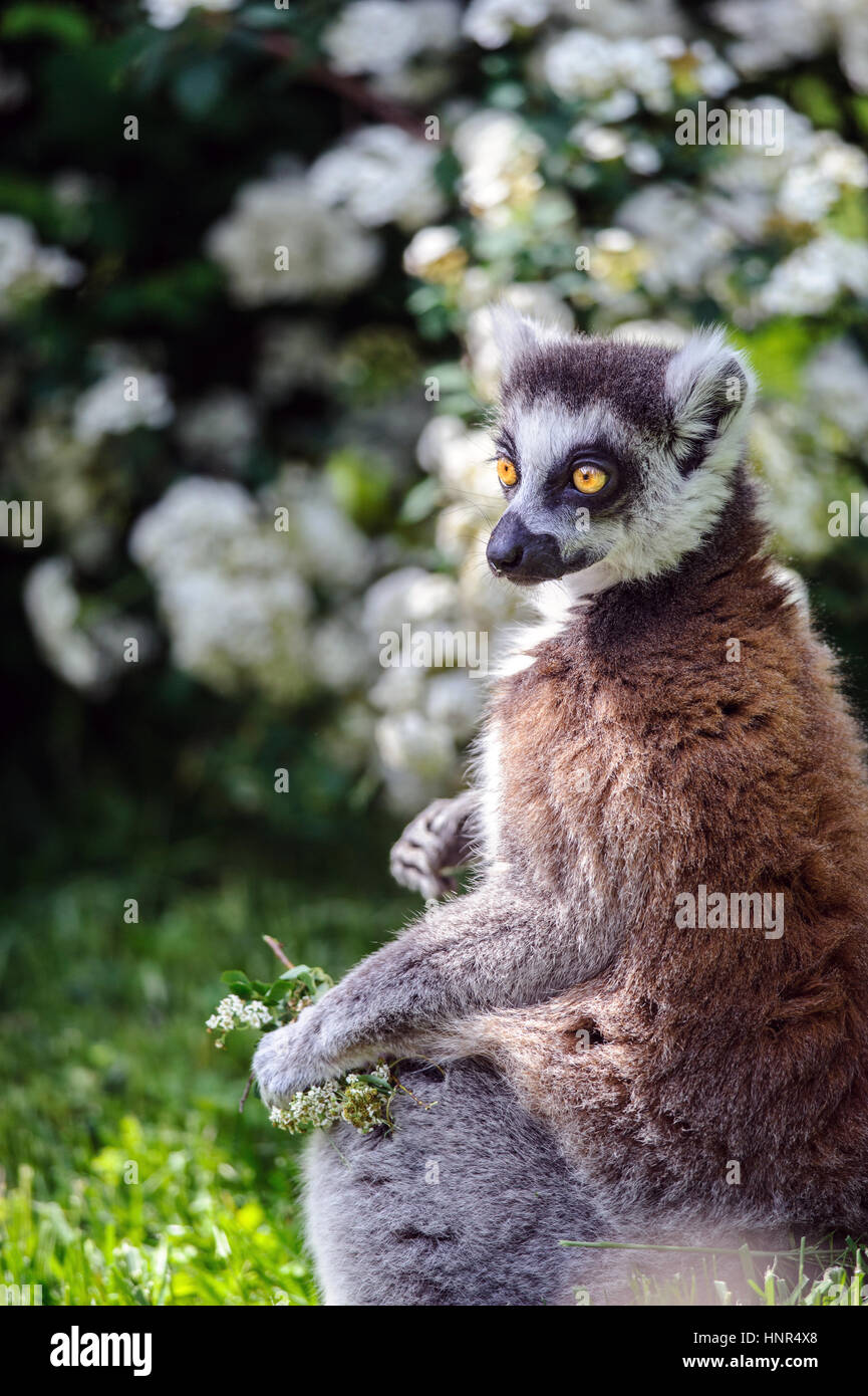 Lemur pretendente con fiori seduti su soleggiate giornate estive sull'erba Foto Stock
