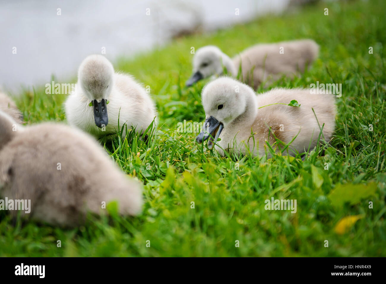 Adorable baby swan con la bocca aperta e il gruppo di fratelli germani sul fresco verde erba dall' alimentazione Foto Stock