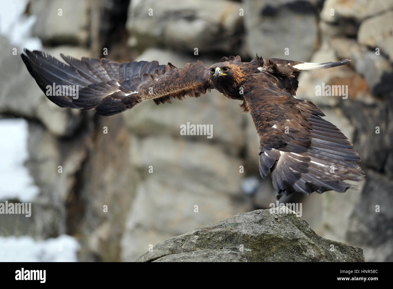 Golden Eagle battenti tra rock vicino a pietre con maestose ali posizione Foto Stock