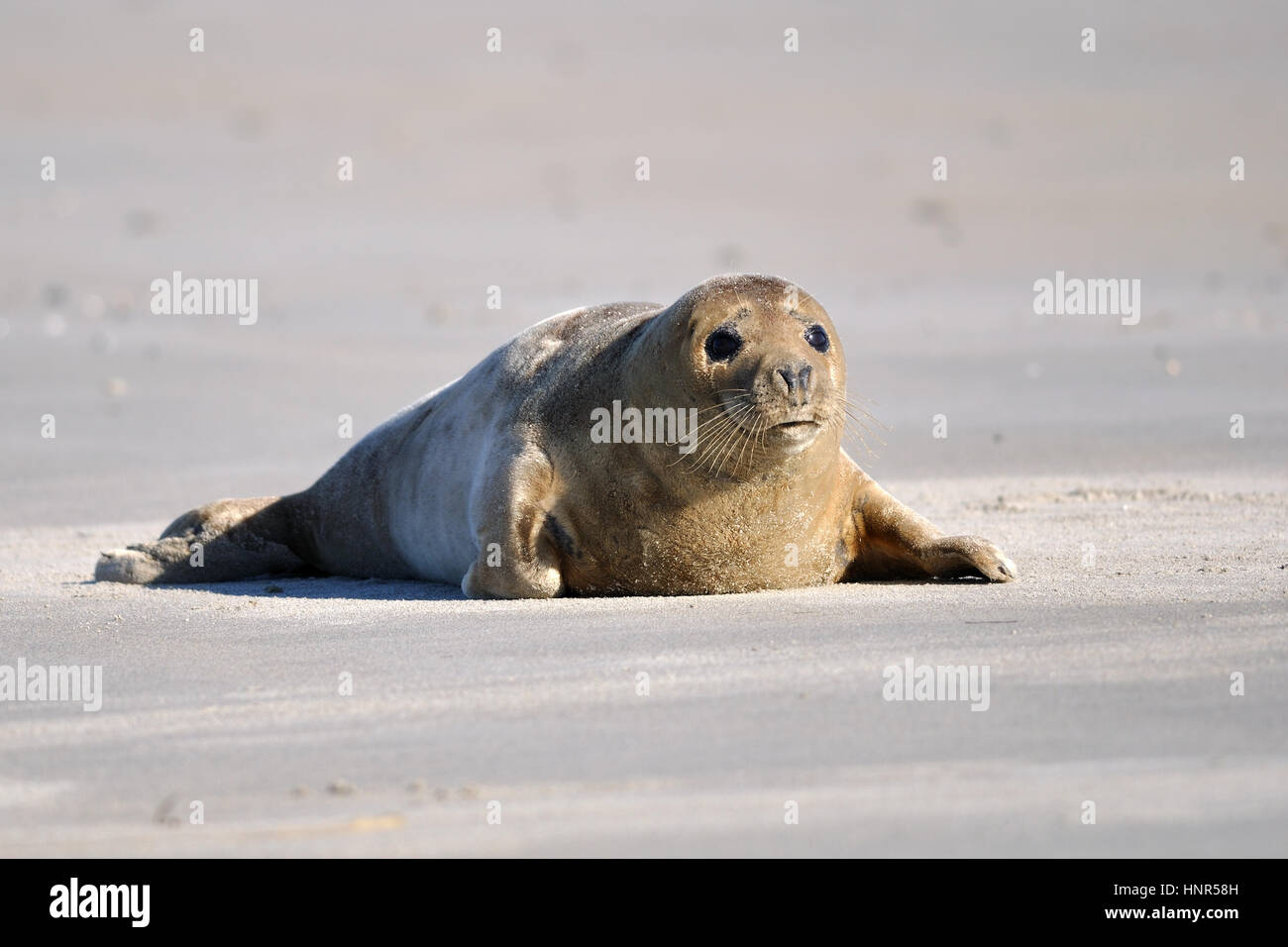 Guarnizione di tenuta del porto di posa sulla spiaggia sabbiosa Foto Stock