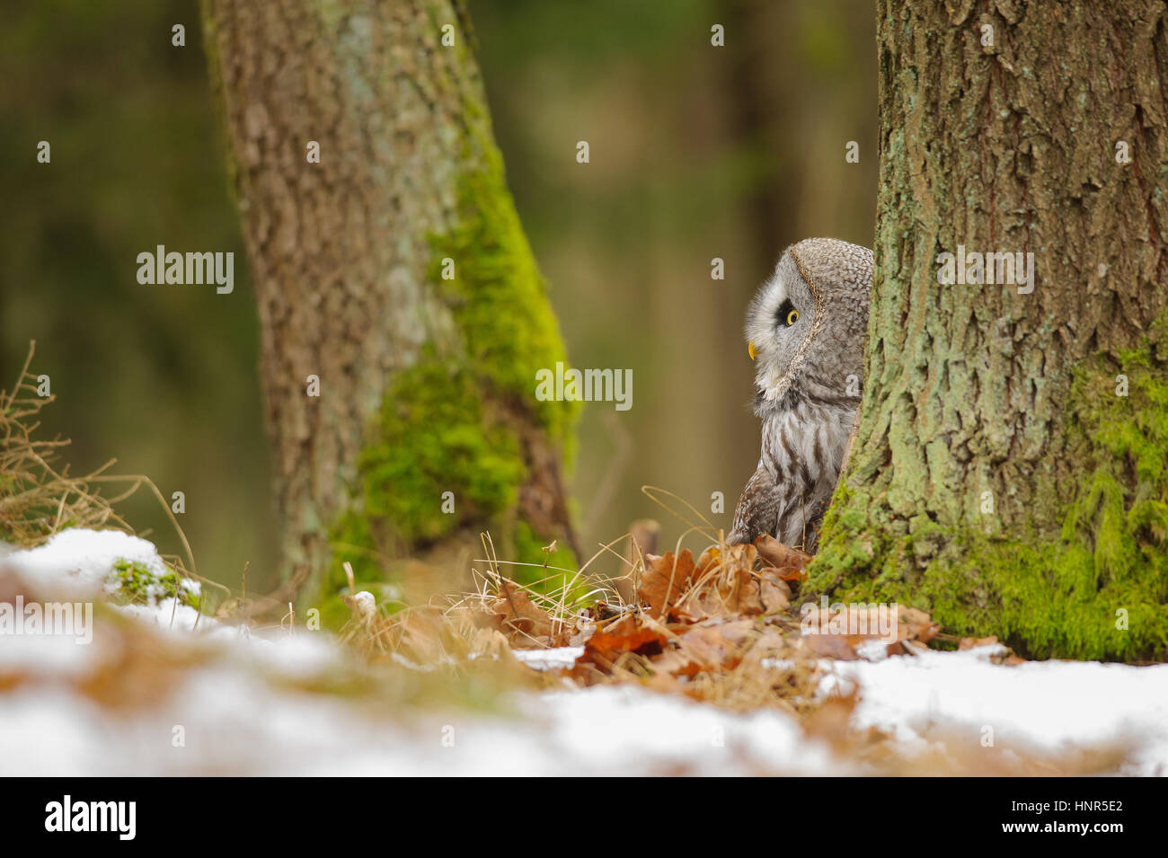 Grande gufo grigio nella foresta di inverno Foto Stock