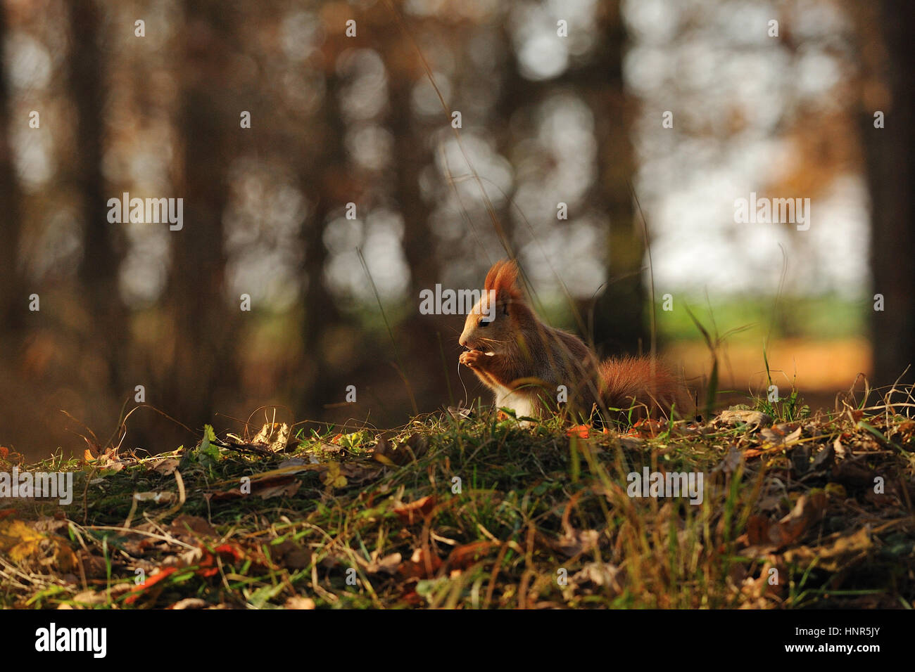 Lo scoiattolo con nocciola nella foresta di autunno Foto Stock