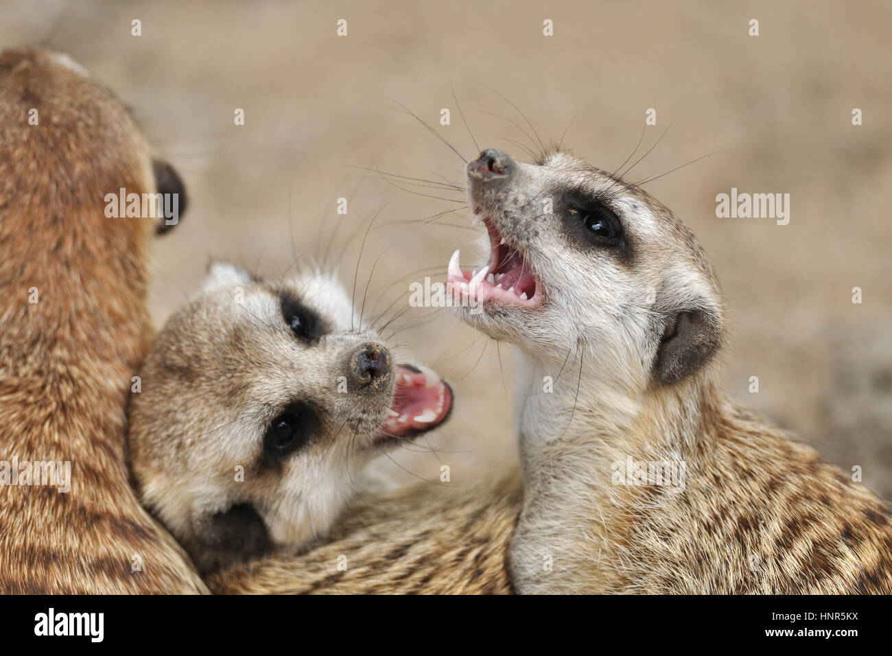 Meerkat in gruppo con la bocca aperta e denti visibile Foto Stock