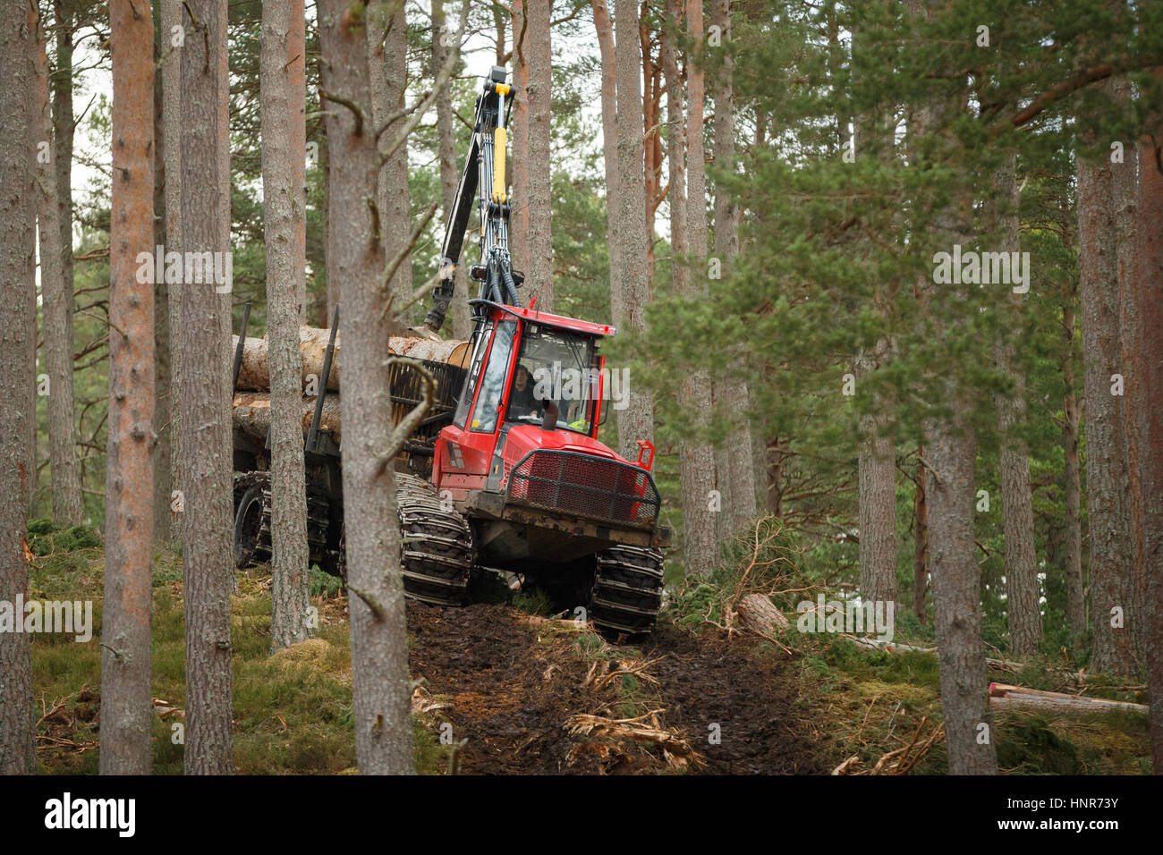 Il carrello di registrazione di trasportare i registri di alberi in una foresta di bosco Foto Stock