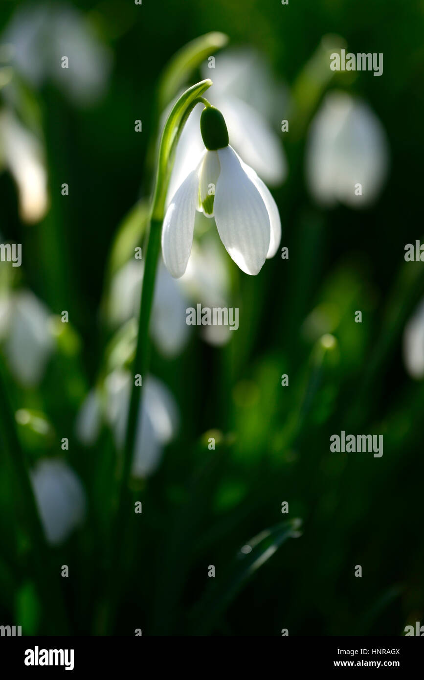 galanthus nivalis, retroilluminato, nevicata, nevicate, primavera, fiore, fiori, fioritura, giardino murato, RM Floral Foto Stock