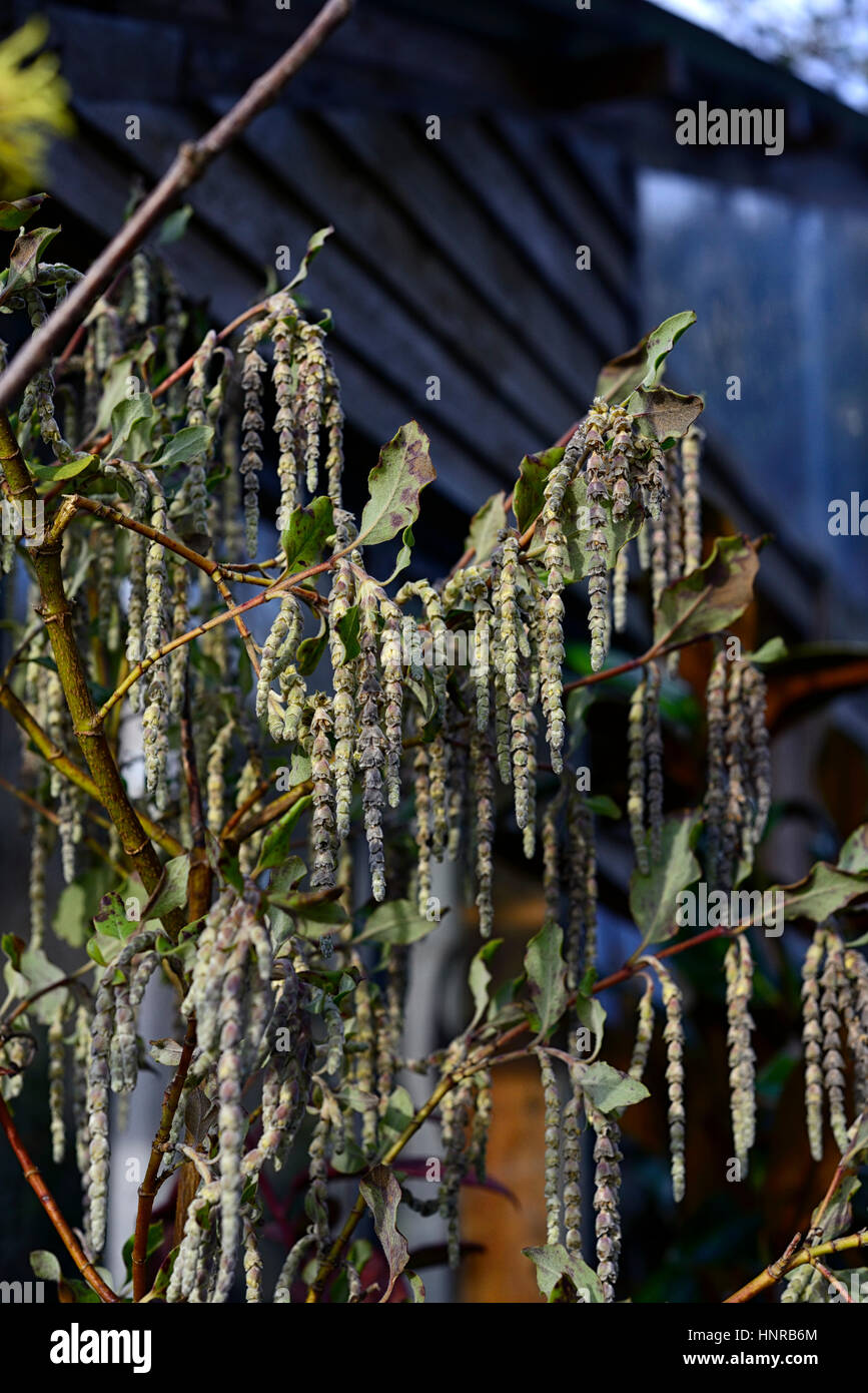 Garrya elliptica james tetto, quinnie bush, tassles, fiori, fioritura, blumi, blossom, foglie verdi fronde, inverno, primavera, arbusti, seta, tassle, Foto Stock