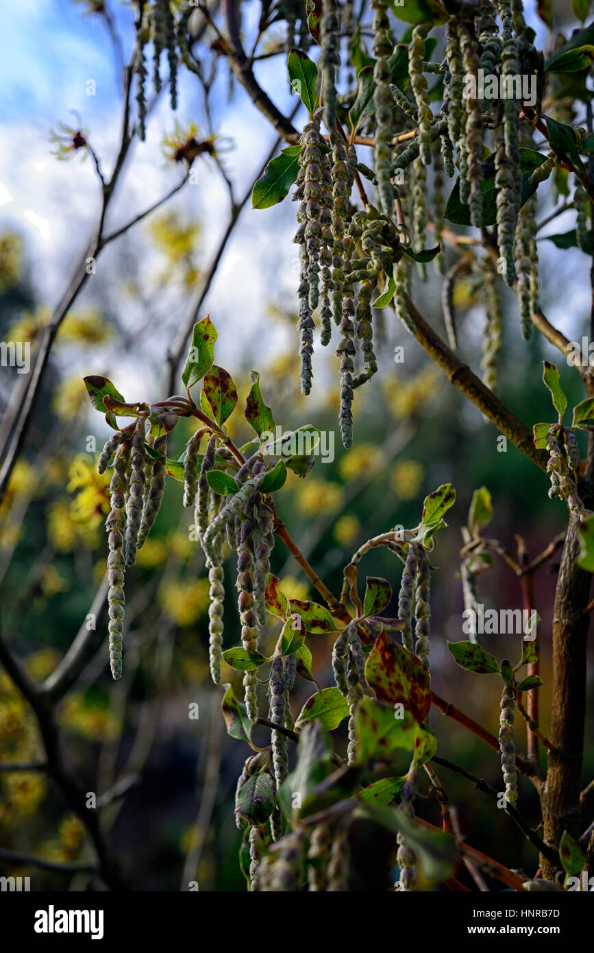 Garrya elliptica james tetto, quinnie bush, tassles, fiori, fioritura, blumi, blossom, foglie verdi fronde, inverno, primavera, arbusti, seta, tassle, Foto Stock