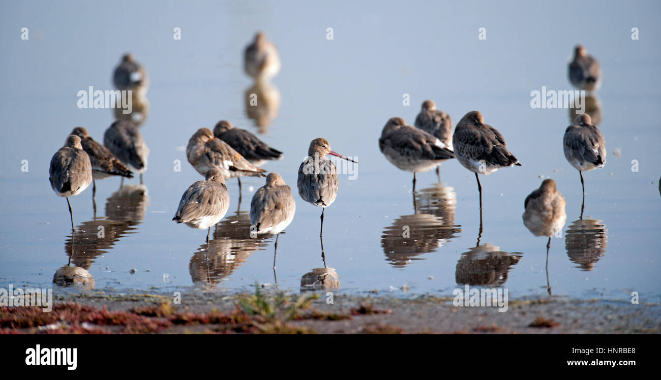 Immagine Letterbox del gregge di appoggio nero tailed godwits (Limosa limosa) sullo specchio calma ancora blu acqua. Foto Stock