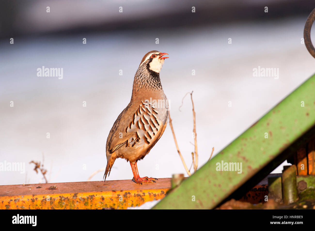 Red pernici. Pernice francese (Alectoris rufa) sulla colorata ferro macchinari farm bill aperto chiamando. Foto Stock