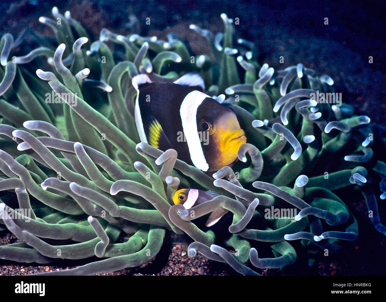 Un adulto clownfish (Amphiprion clarkii) e un bambino nella loro host (anemone Heteractis magnifica): un esempio di simbiosi. Bali, Indonesia. Foto Stock