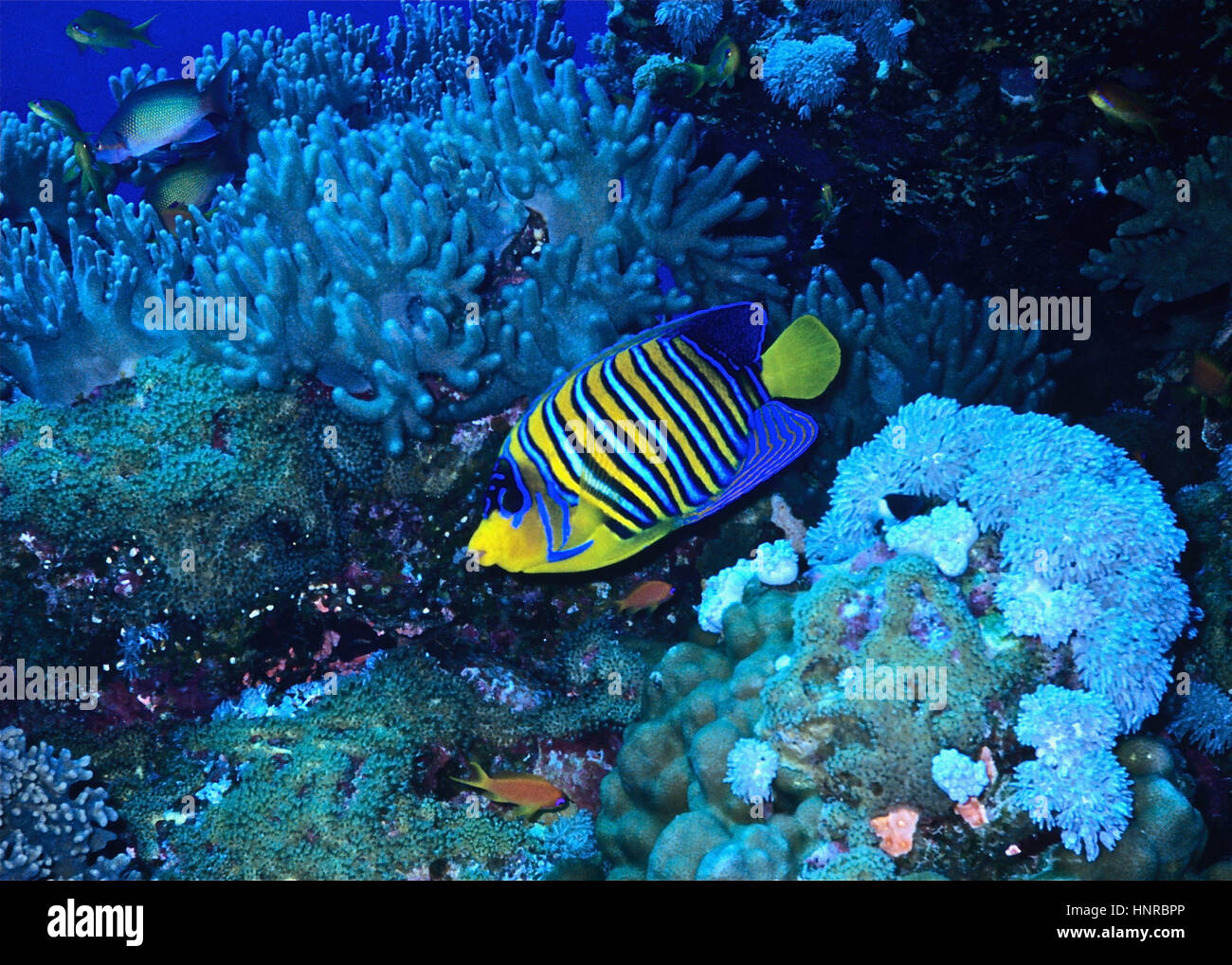 Un royal angelfish (Pygoplites diacanthus) nuotare lungo il seaward lato di una scogliera di corallo. Indo-pacifico distribuzione - ma colori migliori nel Mare Rosso. Foto Stock