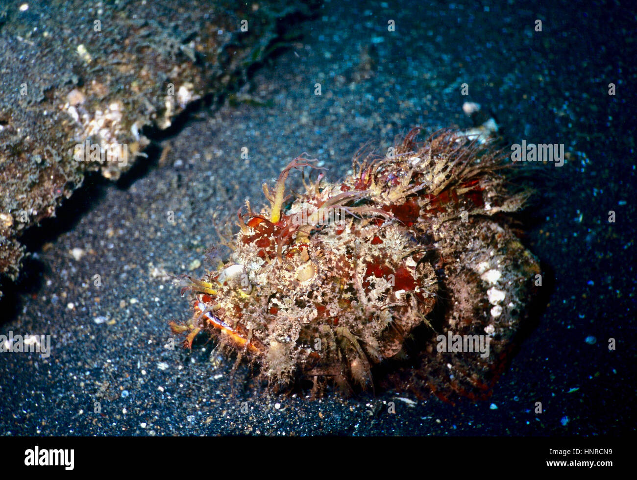 Il pelosi o rana pescatrice striato (Antennarius striatus) - Un altamente mimetizzata fast sorprendente imboscata predator - è strano in apparenza. Lembeh,l'Indonesia. Foto Stock