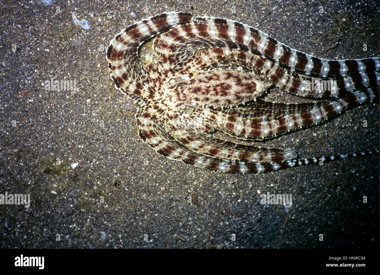 A imitare il polpo (Thaumoctopus mimicus) assumendo la forma di un pesce piatto: una tattica per confondere i predatori. È in grado di imitare altre specie. Sulawesi, Indonesia. Foto Stock