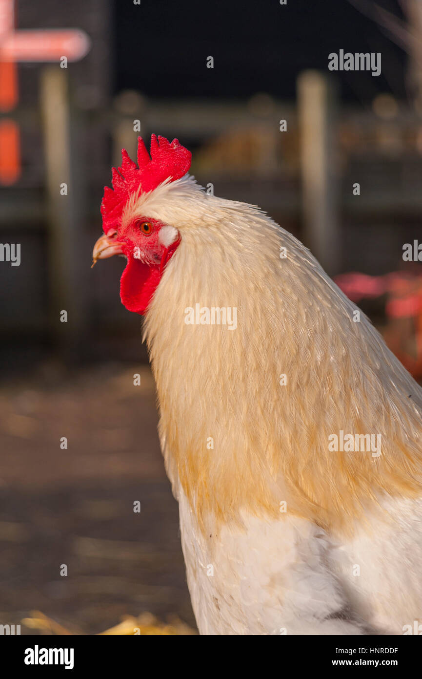 Pollo bianco nel cantiere di fattoria. Foto Stock
