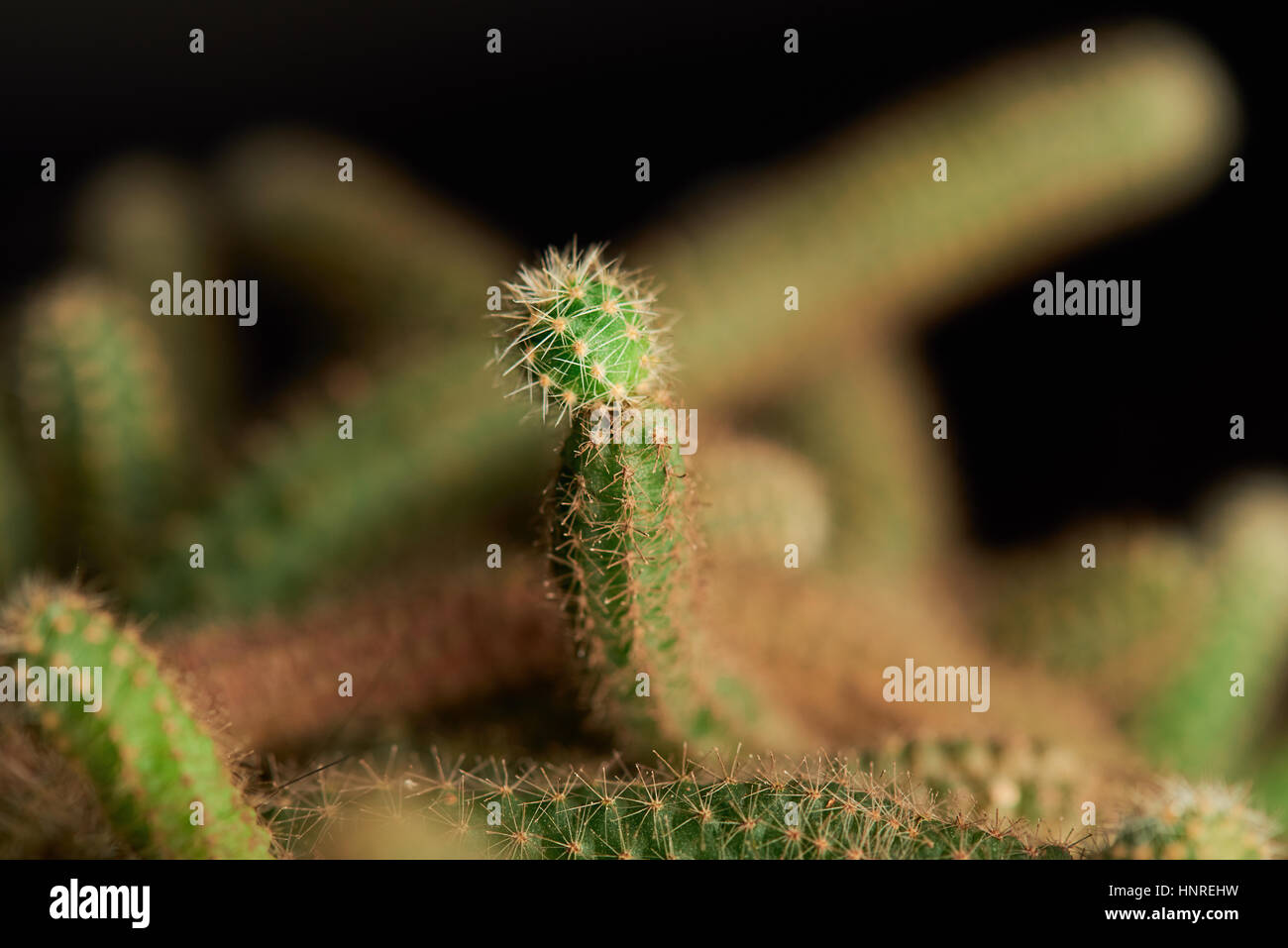 Close up di cactus fiore su sfondo sfocato Foto Stock