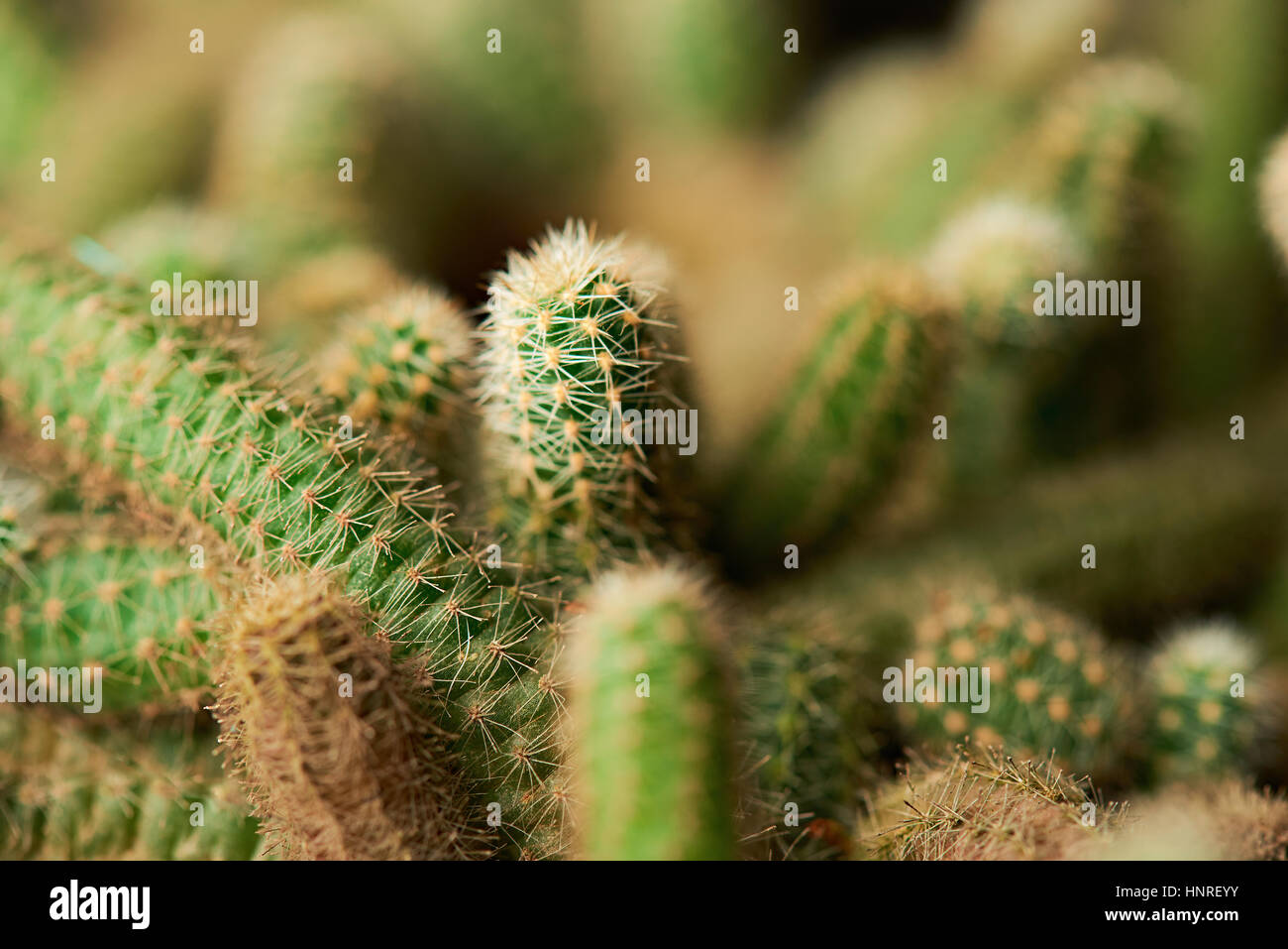 Gruppo di cactus verde macro su sfondo sfocato Foto Stock