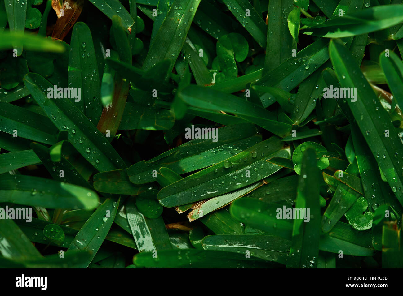 Close up di erba verde con pattern di rugiada vista dall'alto Foto Stock