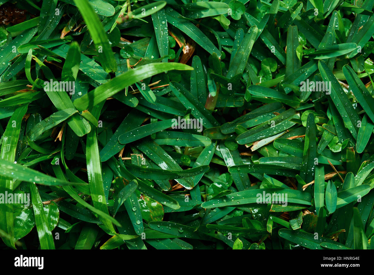 Verde erba con rugiada di mattina di gocce di acqua vista dall'alto Foto Stock