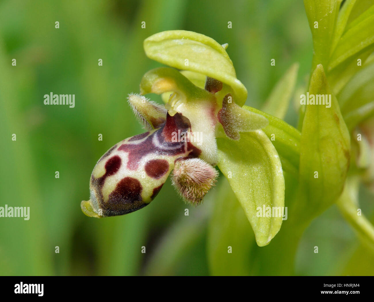 Ophrys astarte, era Ophrys attica endemica Bee Orchid da Cipro del gruppo umbilicata Foto Stock