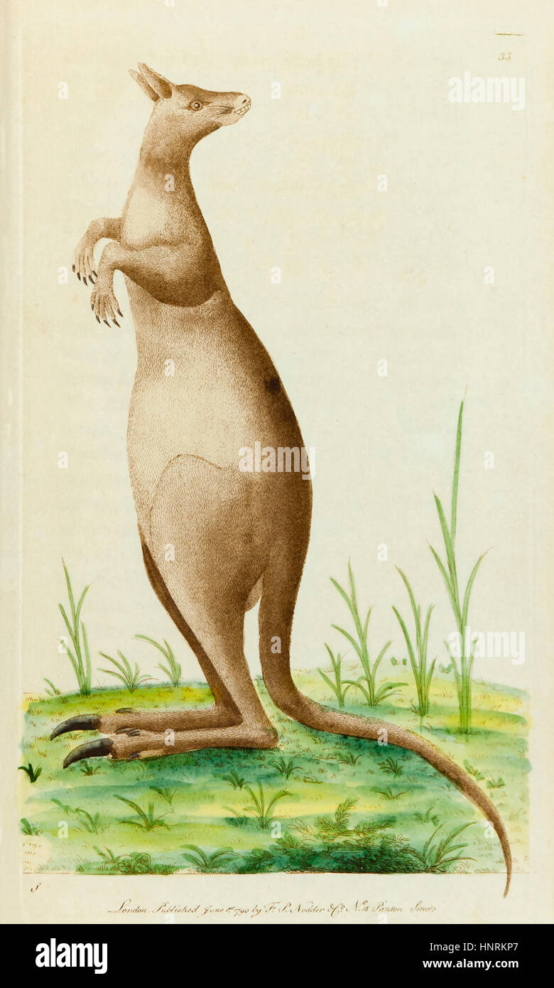 "Il grande Kangaroo" dal "Vivarium naturae" da George Shaw (1751-1813), mano illustrazione colorata da Frederick Polydore Nodder (1770-1800), pubblicato nel 1790. Foto Stock