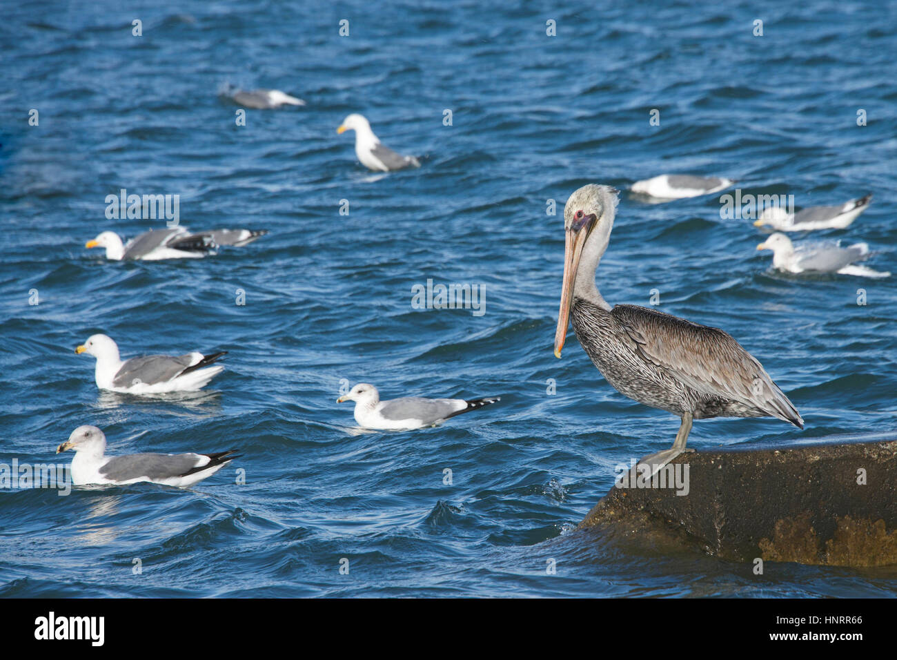 California Gull cercando di chase Brown Pelican lontano, pelican combattimenti gull off, non andando a rinunciare al suo posto sul calcestruzzo palificate. Foto Stock