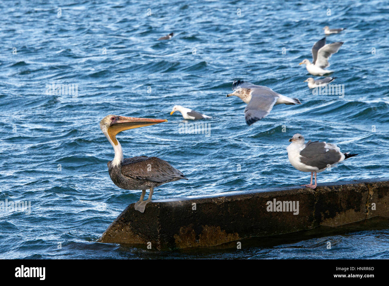 California Gull cercando di chase Brown Pelican lontano, pelican combattimenti gull off, non andando a rinunciare al suo posto sul calcestruzzo palificate. Foto Stock