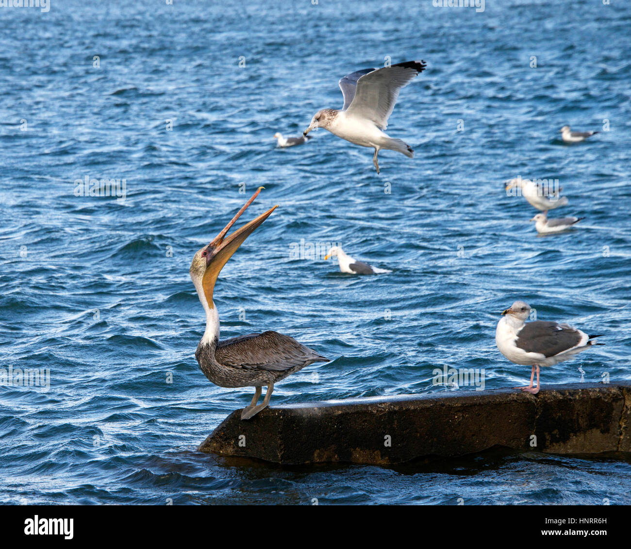California Gull cercando di chase Brown Pelican lontano, pelican combattimenti gull off, non andando a rinunciare al suo posto sul calcestruzzo palificate. Foto Stock