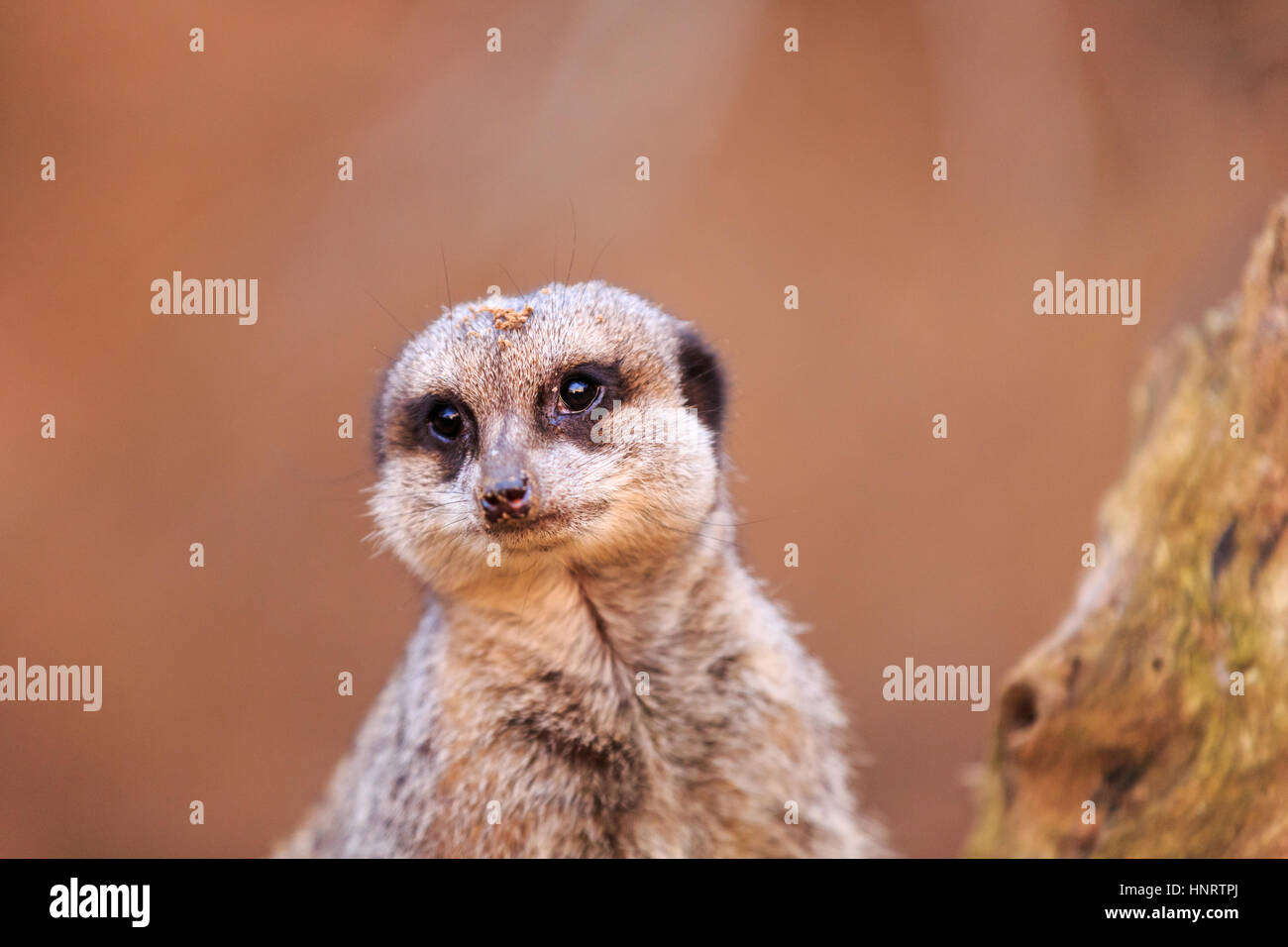 Primo piano di simpatico e divertente meerkat (Suricata suricatta), sfondo neutro Foto Stock