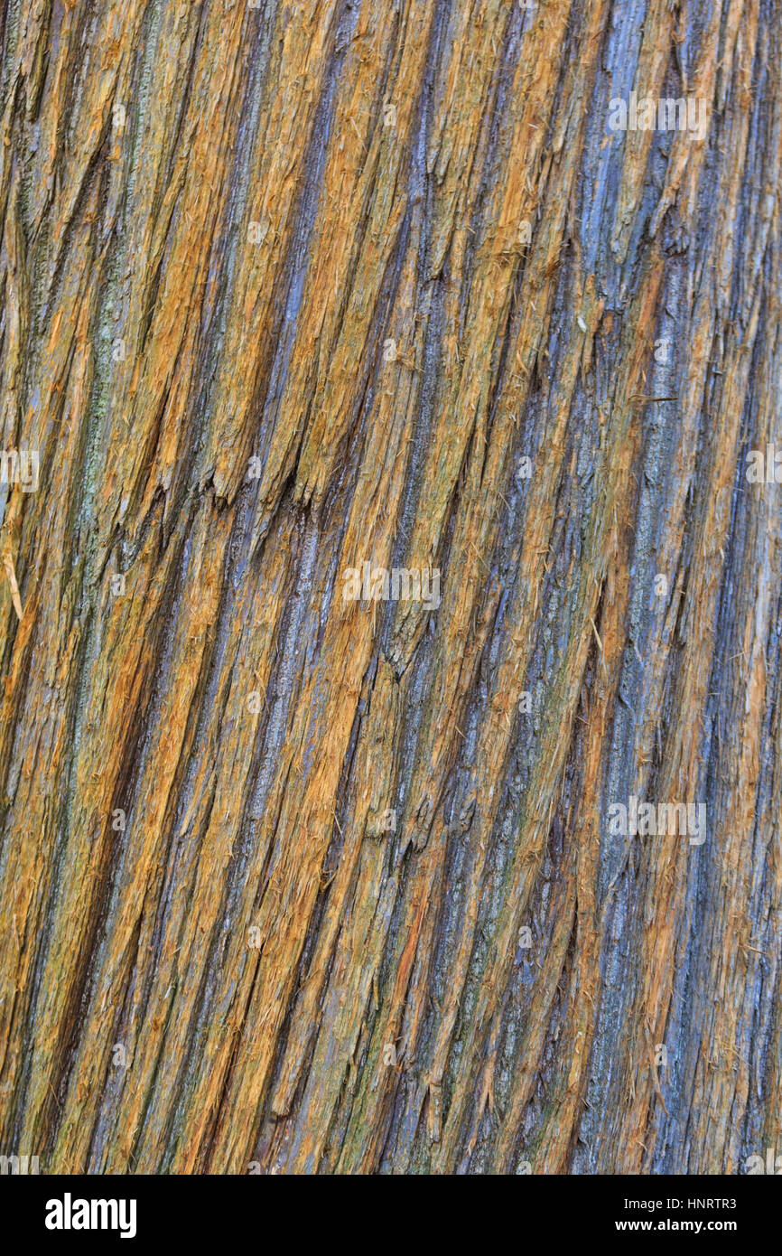 Corteccia di albero, close up Foto Stock