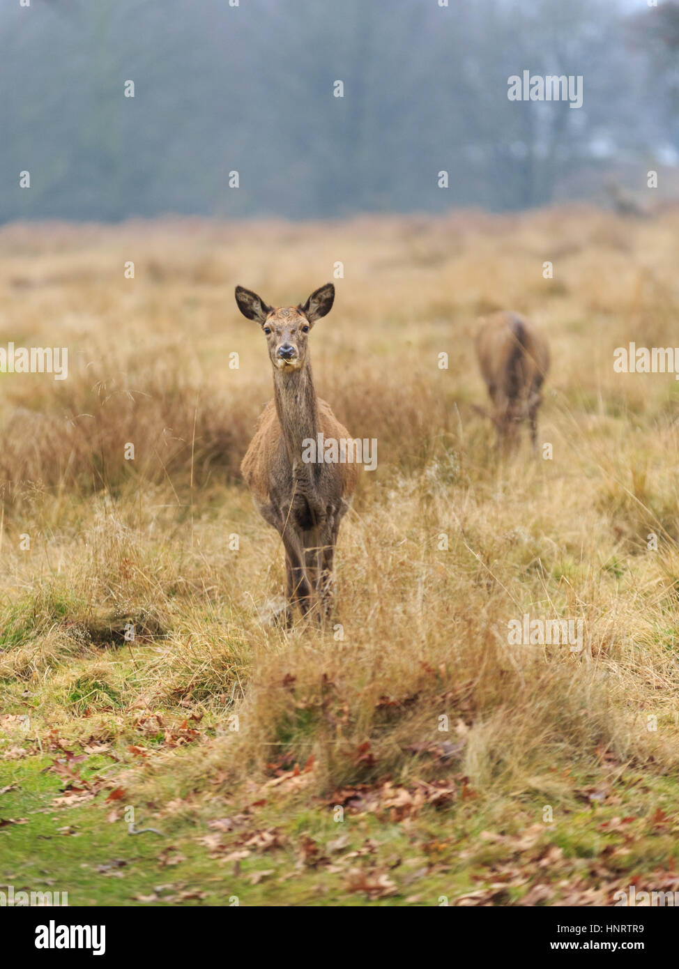 Femmina wild Red Deer (hind) in erba Foto Stock