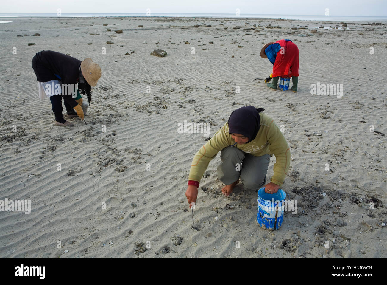 Tunisia.Djerba. Le donne la raccolta di molluschi nella West Coast. Tra Ajim e Bordj Jillidj Foto Stock