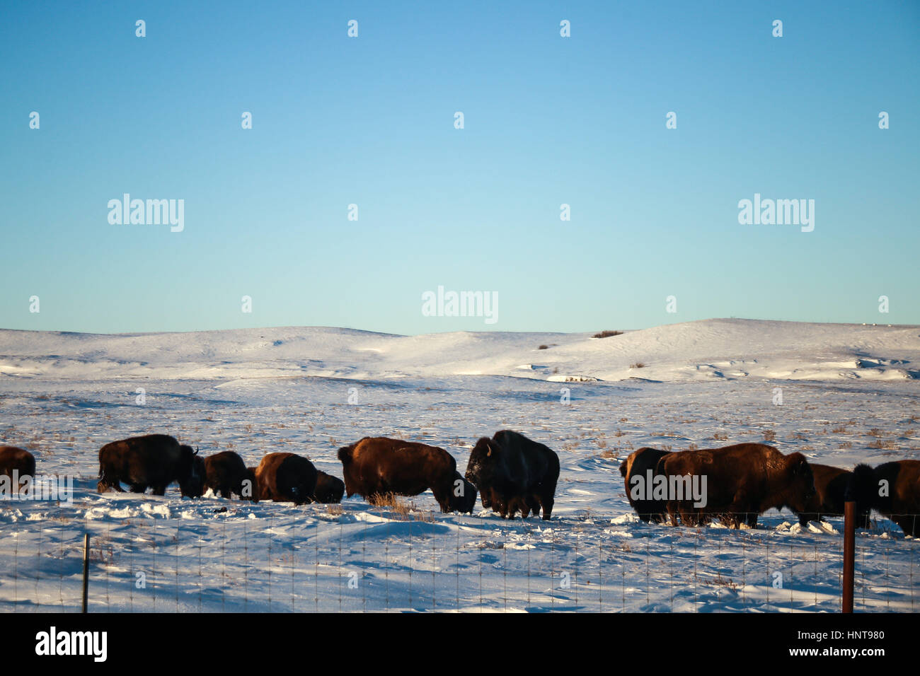 Solen, il Dakota del Nord, Stati Uniti d'America. 15 gennaio, 2017. Buffalo sono visti vagabondare terra lungo la Highway 6 fuori cannolicchio, North Dakota. Credito: Joel Angelo Juarez zReportage.com/ZUMA/filo/Alamy Live News Foto Stock