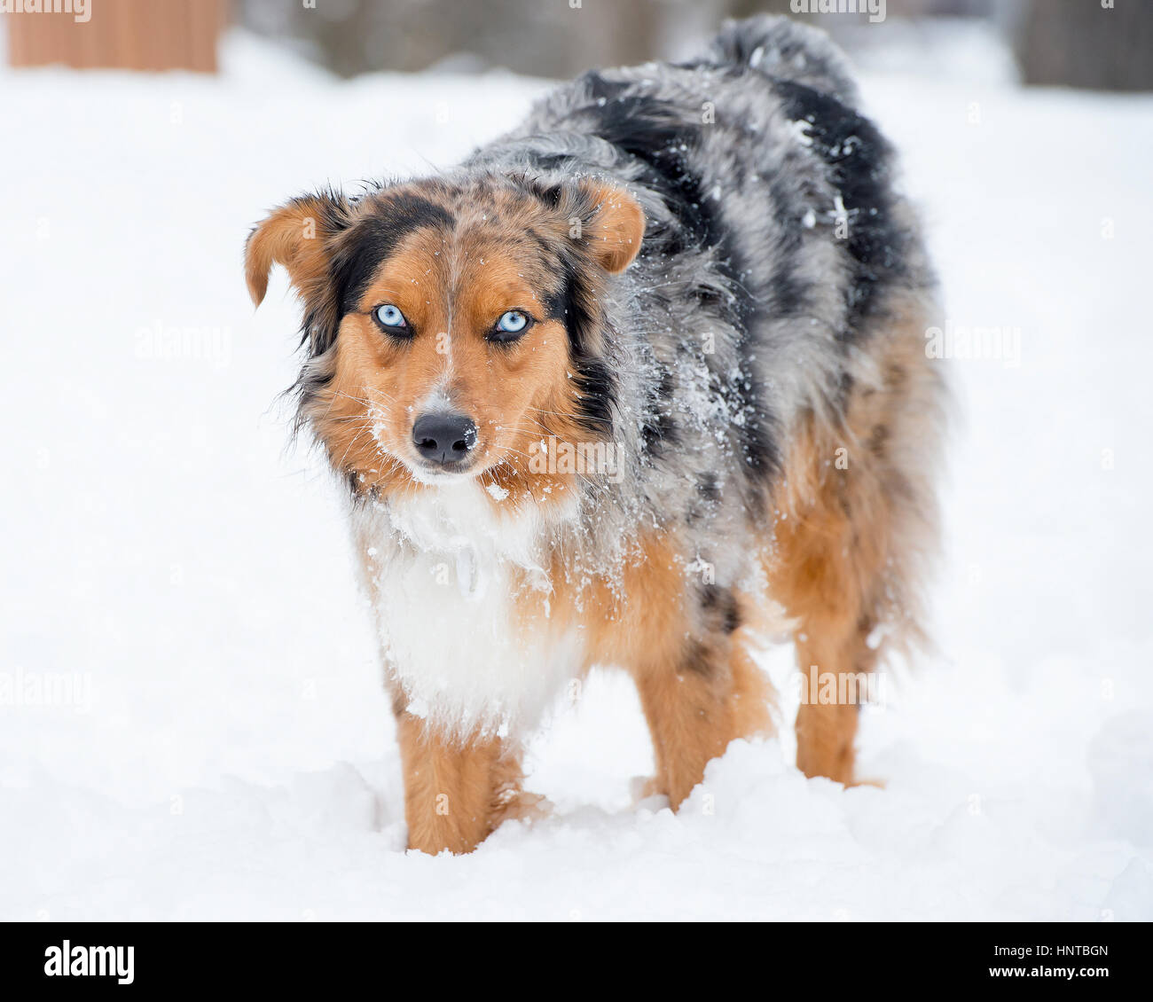 Incredibile tri-colore blu eyed Australian Shepard pastore australiano del cane nella neve guardando la fotocamera Foto Stock